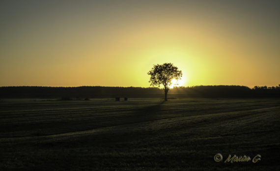 #Tree #sunrise #canon #meadow #maximg_photography #fog #landscape